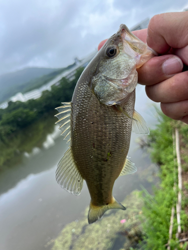 ラージマウスバスの釣果