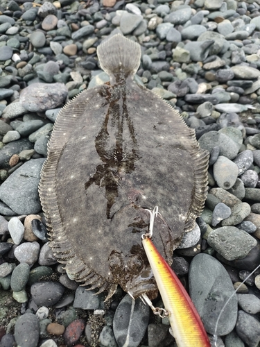 ガンゾウビラメの釣果