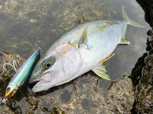 ヒラマサの釣果