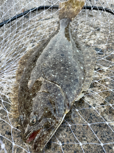 ソゲの釣果