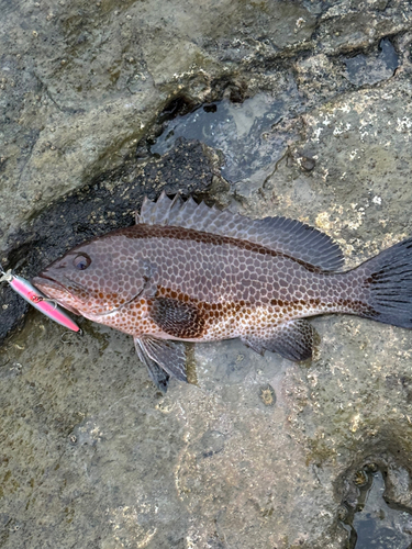 ハタの釣果