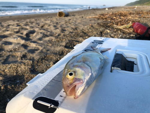 ショゴの釣果