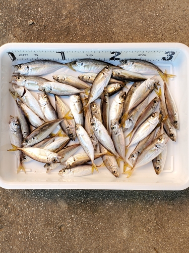 アジの釣果