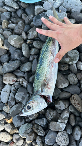 サバの釣果