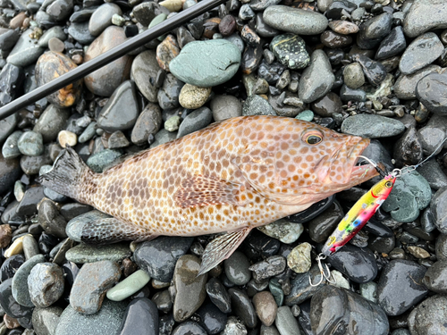 オオモンハタの釣果