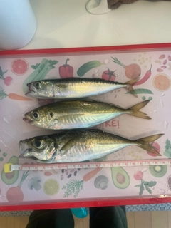 アジの釣果