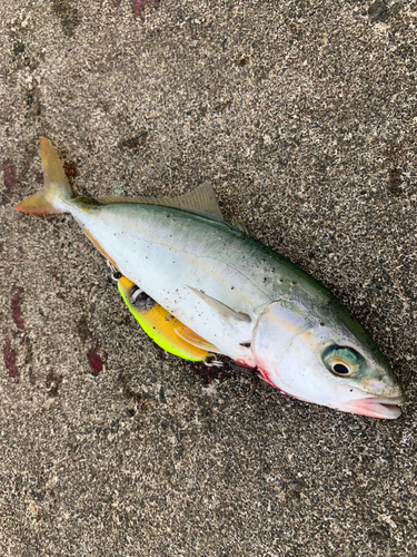 ワカシの釣果