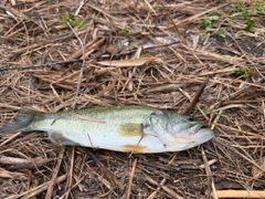 ラージマウスバスの釣果