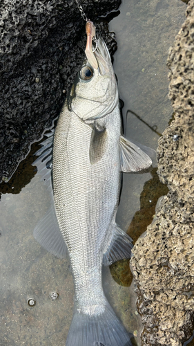 ヒラマサの釣果