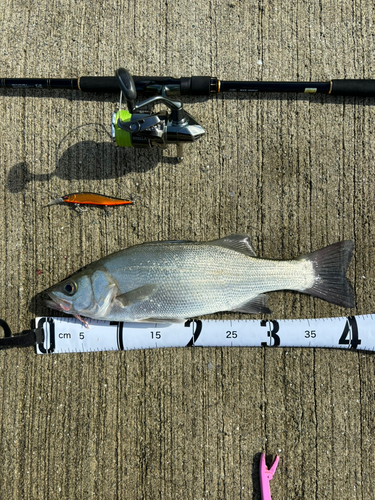 セイゴ（ヒラスズキ）の釣果