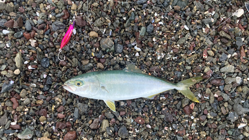 ツバスの釣果