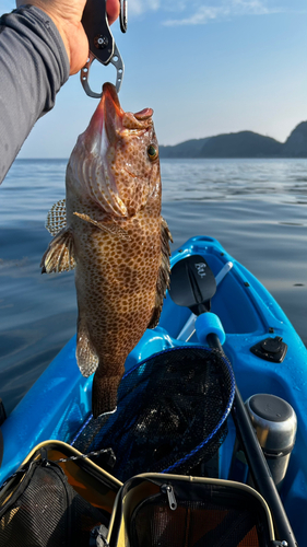 オオモンハタの釣果