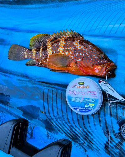 オオモンハタの釣果