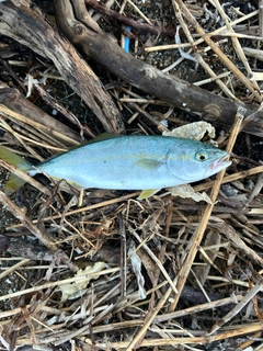 ツバスの釣果