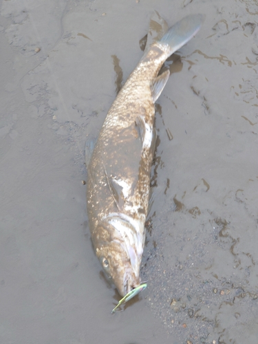 ニゴイの釣果