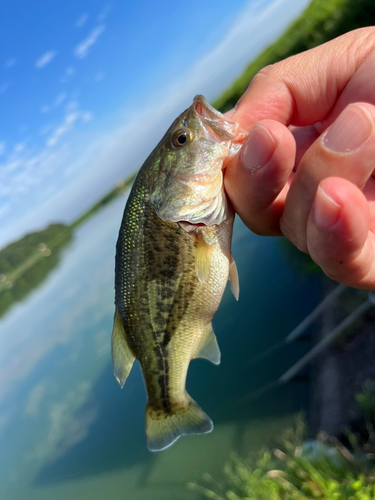 ラージマウスバスの釣果