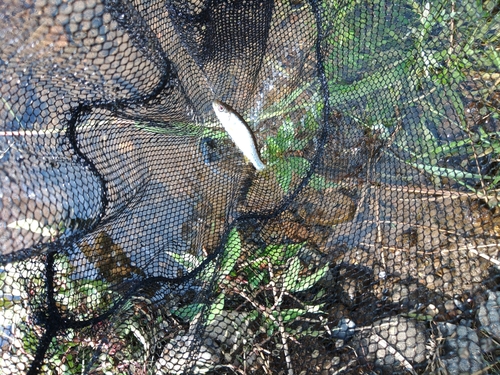 カワムツの釣果