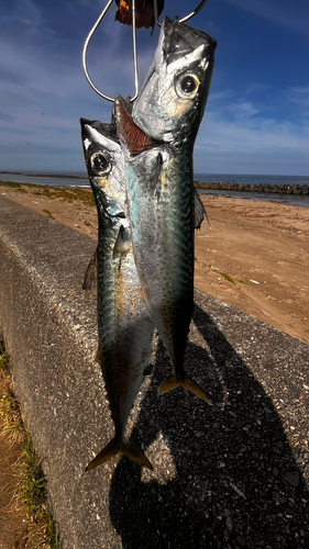 サバの釣果