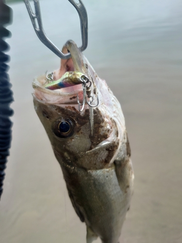 スズキの釣果