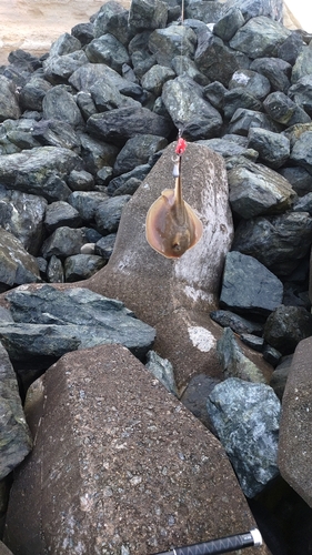 アカエイの釣果