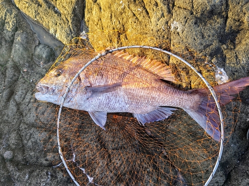 タイの釣果