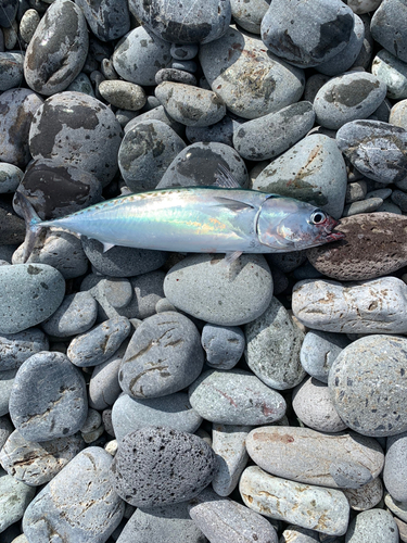 ソウダガツオの釣果