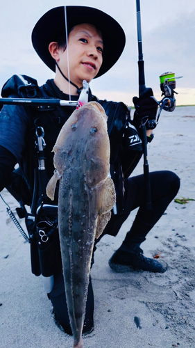 マゴチの釣果