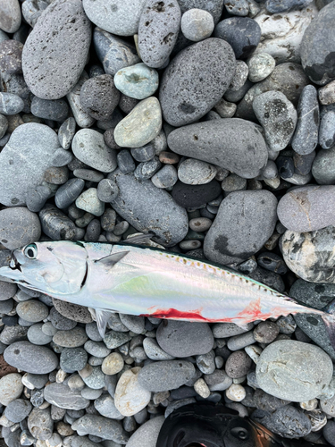 ソウダガツオの釣果