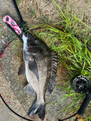 チヌの釣果