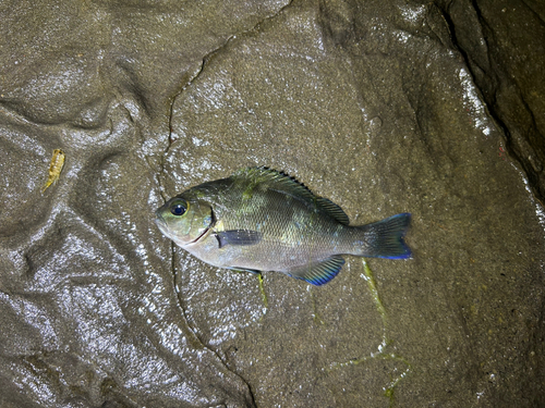 グレの釣果