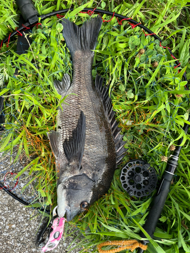 チヌの釣果