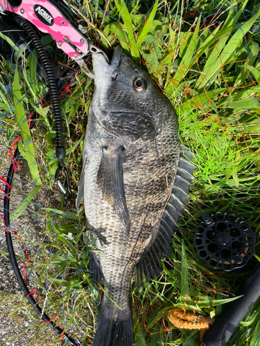 チヌの釣果