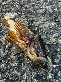 タケノコメバルの釣果