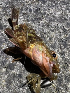 ガシラの釣果