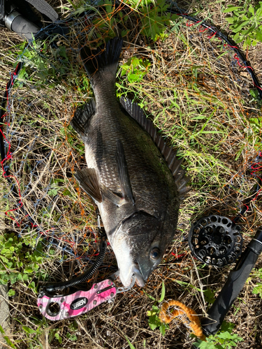 チヌの釣果