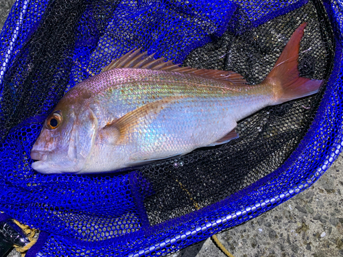 マダイの釣果