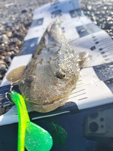 マゴチの釣果