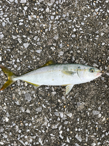 ツバスの釣果