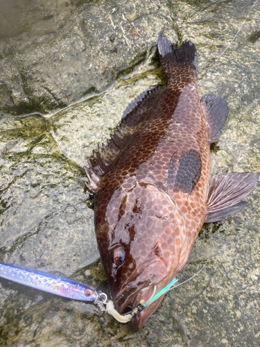 オオモンハタの釣果