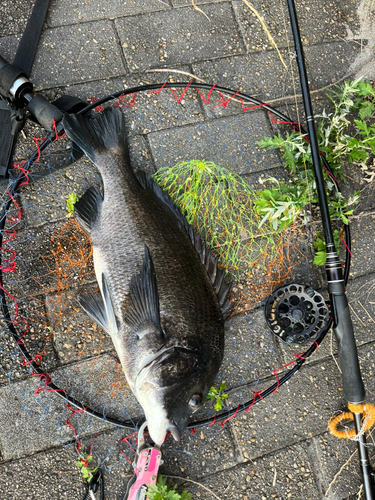 チヌの釣果