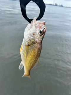 イシモチの釣果