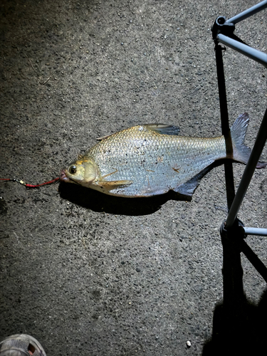 ダントウボウの釣果