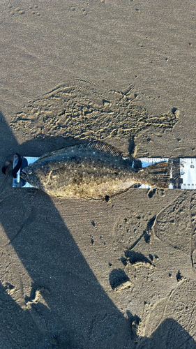 ヒラメの釣果