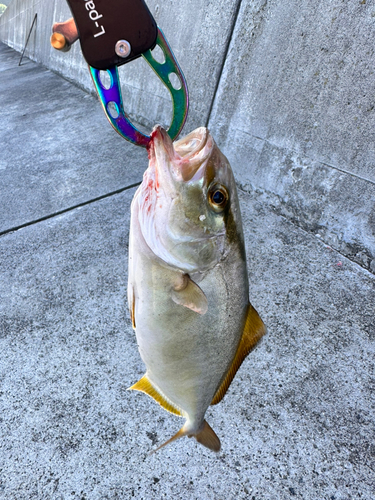 ショゴの釣果