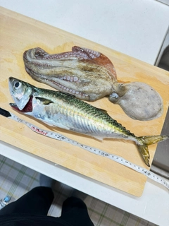 サバの釣果