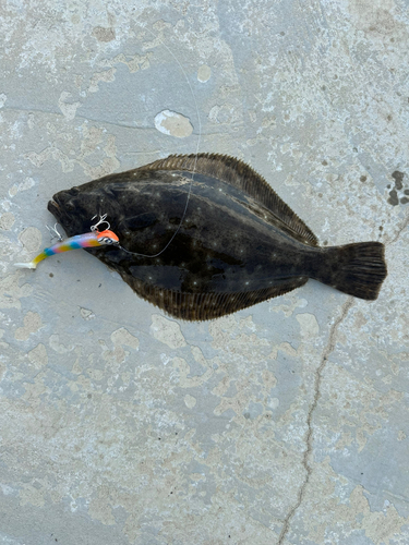 ヒラメの釣果