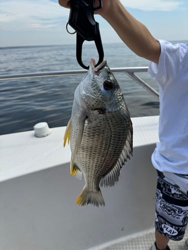 キビレの釣果