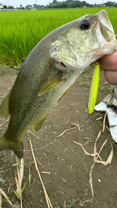 ブラックバスの釣果