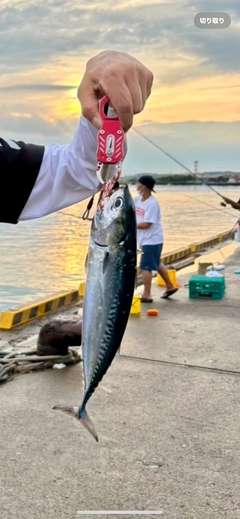 ソウダガツオの釣果