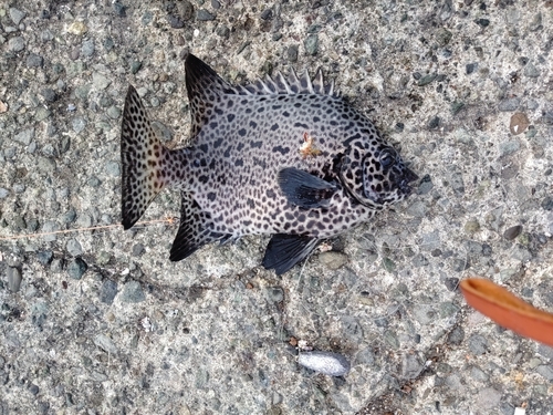 イシガキダイの釣果